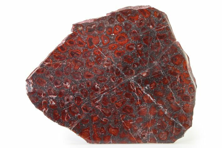 Polished Stromatolite (Collenia) Slab - Minnesota #326056